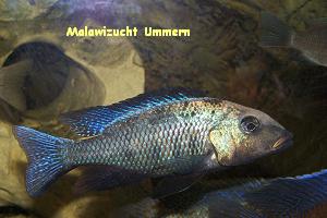 Fossorochromis rostratus