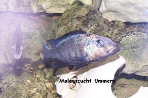 Fossorochromis rostratus