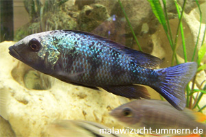 Fossorochromis rostratus