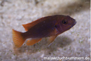 Iodotropheus sprengerae