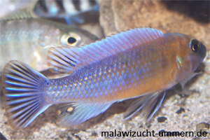 Labeotropheus trewavasae "Chilumba Red"