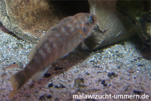 Labeotropheus trewavasae "Chilumba Red"