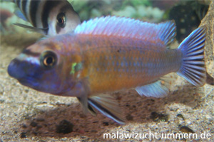 Labeotropheus trewavasae "Chilumba Red"