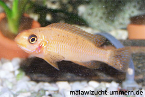 Labeotropheus trewavasae "Thumbi West"