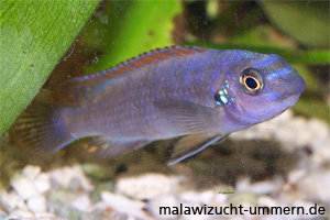 Labeotropheus trewavasae "Thumbi West"