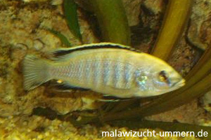 Labidochromis caeruleus "White"