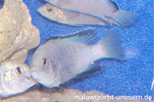 Labidochromis caeruleus "White"