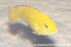 Labidochromis caeruleus "Yellow"