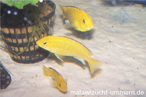 Labidochromis caeruleus "Yellow"