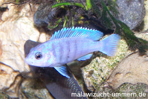 Labidochromis chisumulae