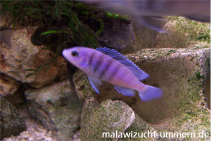 Labidochromis chisumulae