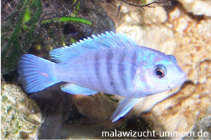 Labidochromis chisumulae