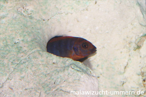 Labidochromis hongi "Red Top"