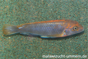 Labidochromis hongi "Red Top"