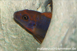 Labidochromis hongi "Red Top"