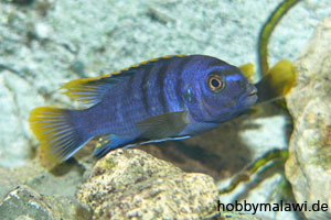 Labidochromis "Mbamba Bay"