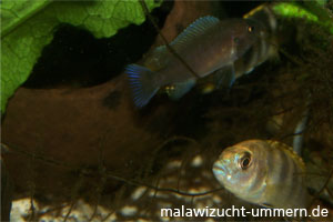 Labidochromis "Perlmutt"