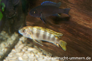 Labidochromis "Perlmutt"