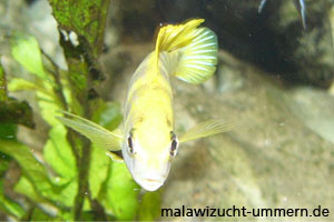 Labidochromis "Perlmutt"