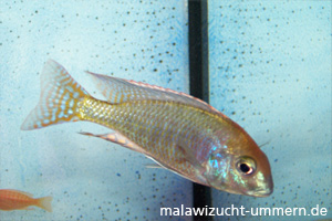 Lethrinops "Red Cap Itungi"