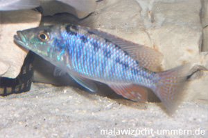 Lichnochromis acuticeps