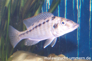 Lichnochromis acuticeps