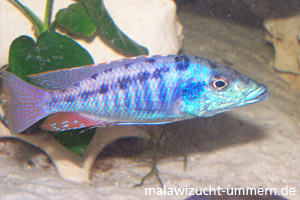 Lichnochromis acuticeps