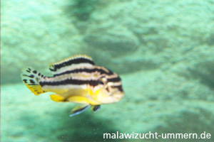 Melanochromis auratus