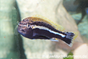 Melanochromis auratus