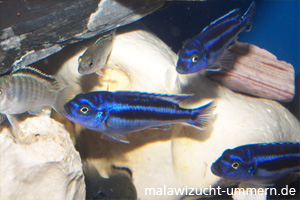 Melanochromis cyaneorhabdos (Melanochromis "Maingano"