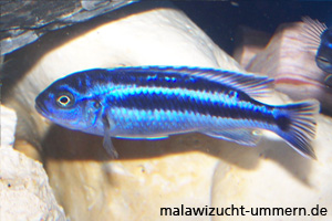 Melanochromis cyaneorhabdos (Melanochromis "Maingano"