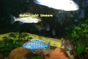 Melanochromis joanjohnsonae