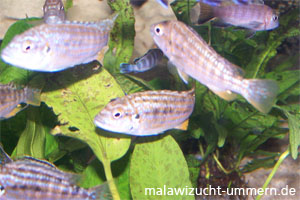 Melanochromis joanjohnsonae