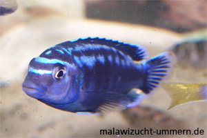 Melanochromis johannii