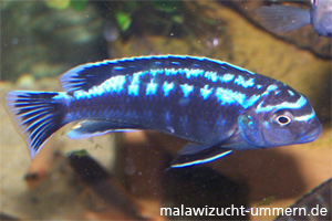 Melanochromis johannii