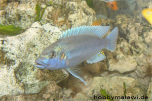 Melanochromis lepidiadaptes