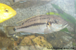 Melanochromis lepidiadaptes