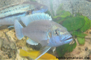 Melanochromis lepidiadaptes