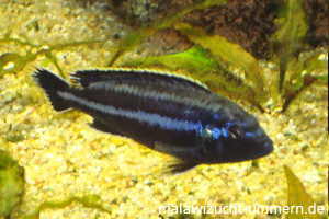 Melanochromis parallelus