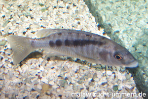 Mylochromis graciles