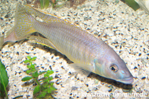 Mylochromis graciles