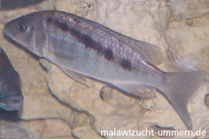 Mylochromis graciles