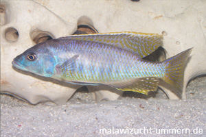 Mylochromis graciles