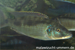 Mylochromis spilostichus