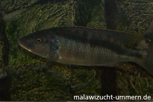 Mylochromis spilostichus