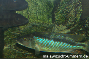 Mylochromis spilostichus