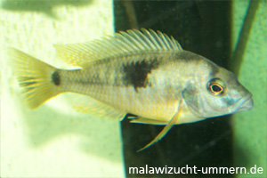 Naevochromis chrysogaster