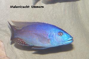 Nimbochromis fuscotaeniatus