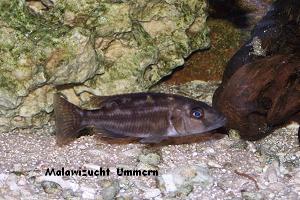 Nimbochromis fuscotaeniatus