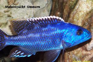 Nimbochromis fuscotaeniatus